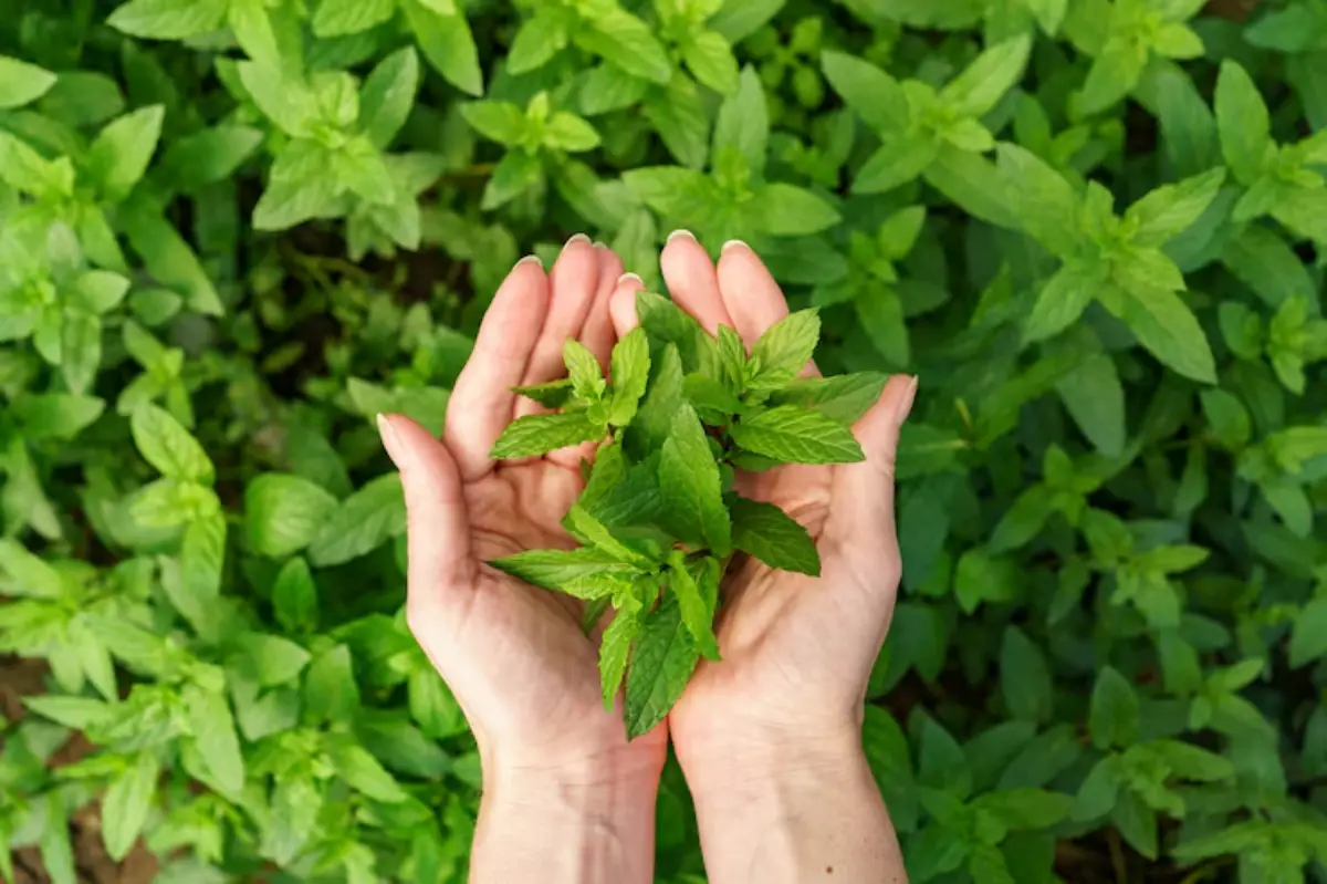 A pair of hands cradles fresh green mint leaves, surrounded by a lush background of mint plants.